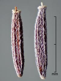   Fruits:   Senecio   inaequidens ; Photo by D. Walters, USDA APHIS PPQ, imageID.idtools.org
